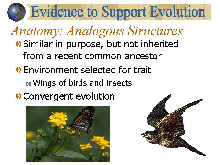 Anatomy: Analogous Structures Similar in purpose, but not inherited from a recent common ancestor