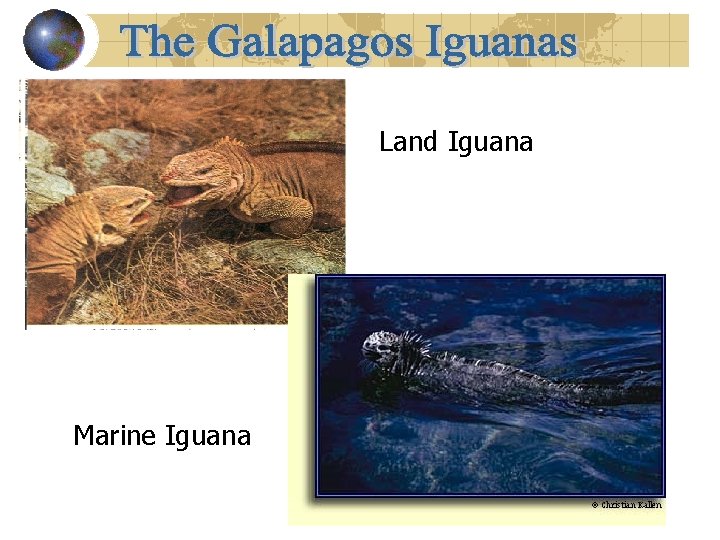 Land Iguana Marine Iguana 