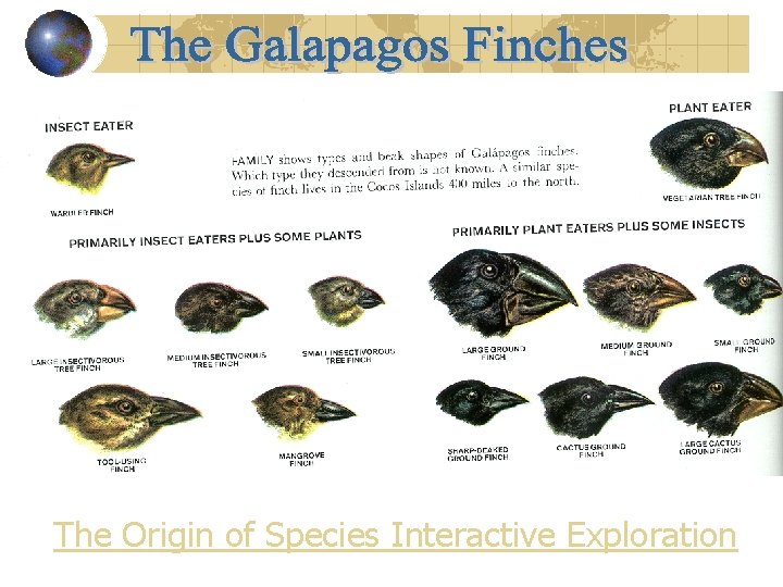 The Origin of Species Interactive Exploration 