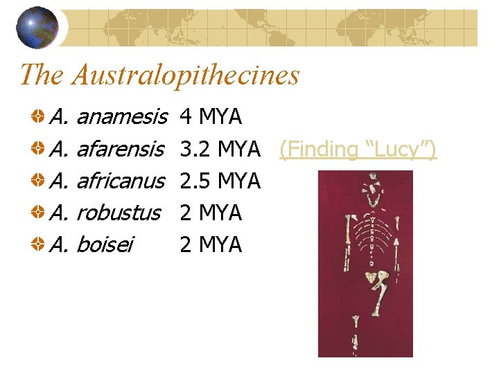 The Australopithecines A. anamesis A. afarensis A. africanus A. robustus A. boisei 4 MYA