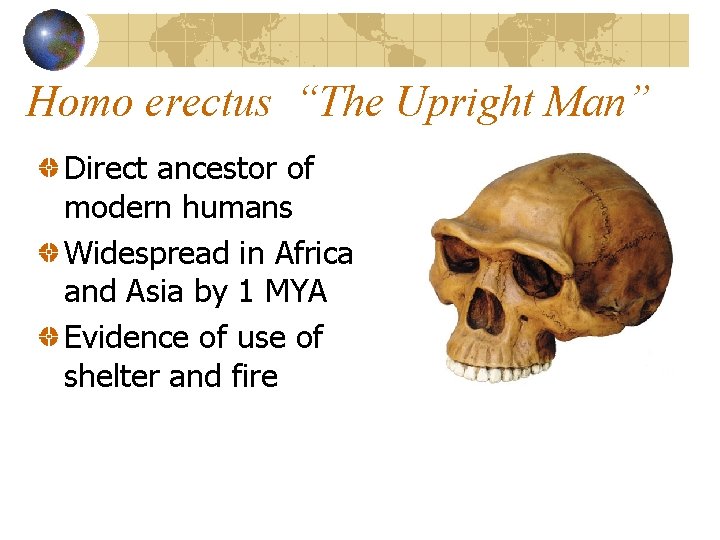 Homo erectus “The Upright Man” Direct ancestor of modern humans Widespread in Africa and