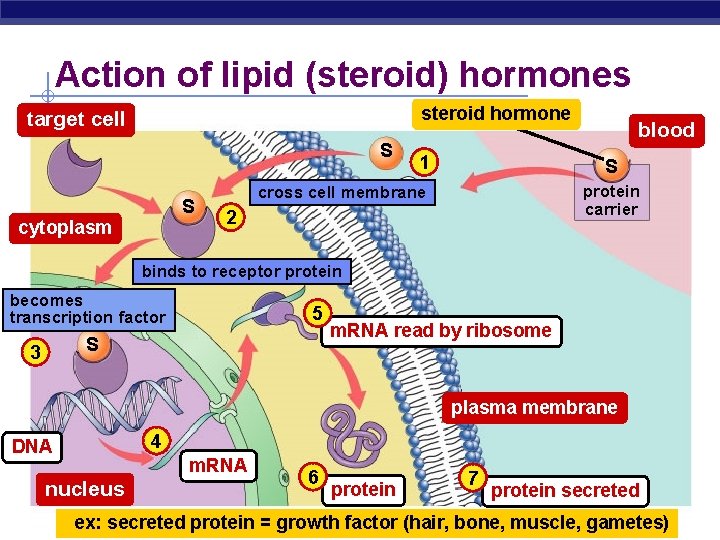 Action of lipid (steroid) hormones steroid hormone target cell S S cytoplasm 1 blood