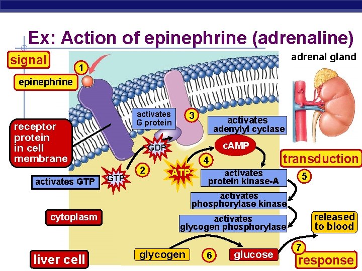 Ex: Action of epinephrine (adrenaline) adrenal gland signal 1 epinephrine activates G protein receptor
