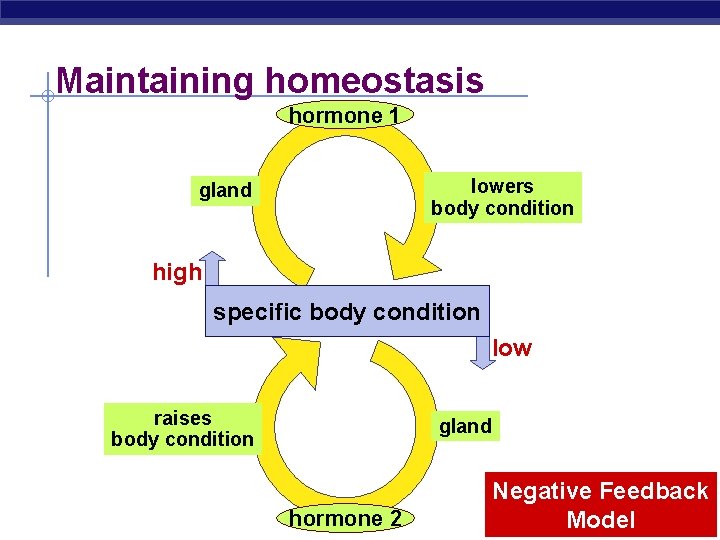 Maintaining homeostasis hormone 1 lowers body condition gland high specific body condition low raises