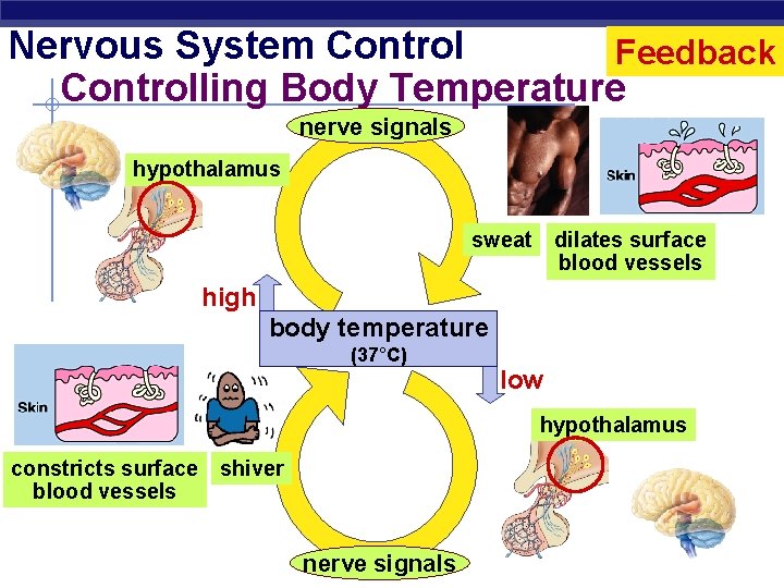 Nervous System Control Feedback Controlling Body Temperature nerve signals hypothalamus dilates surface blood vessels