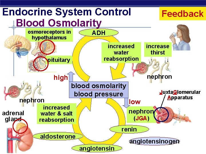 Endocrine System Control Blood Osmolarity osmoreceptors in hypothalamus Feedback ADH increased water reabsorption pituitary
