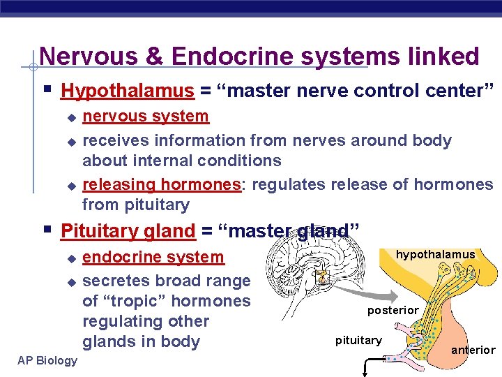 Nervous & Endocrine systems linked § Hypothalamus = “master nerve control center” u u