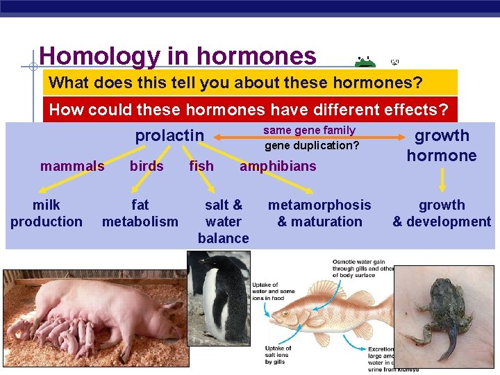 Homology in hormones What does this tell you about these hormones? How could these