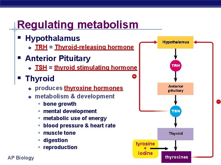Regulating metabolism § Hypothalamus u TRH = Thyroid-releasing hormone § Anterior Pituitary u TSH