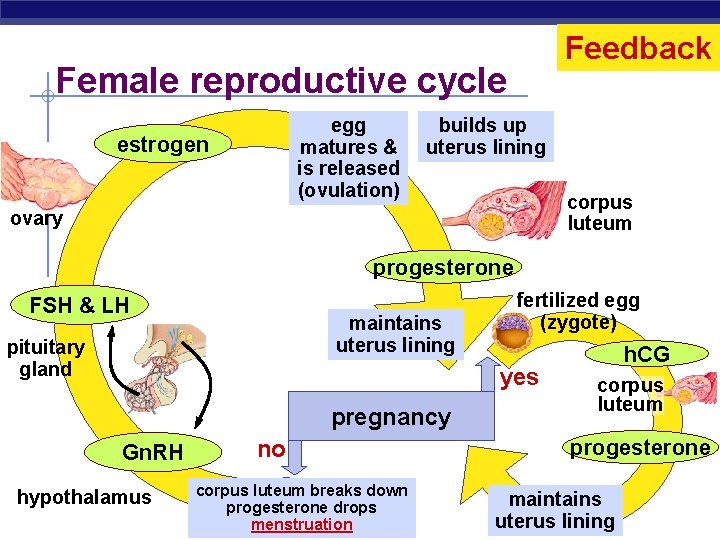 Feedback Female reproductive cycle egg matures & is released (ovulation) estrogen builds up uterus