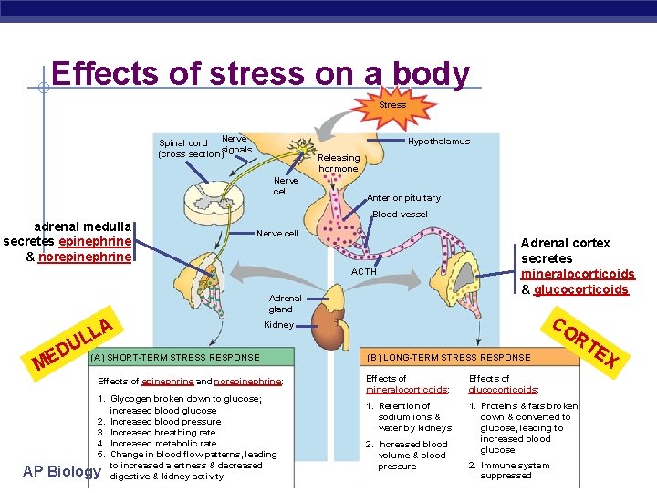 Effects of stress on a body Stress Nerve Spinal cord signals (cross section) Hypothalamus