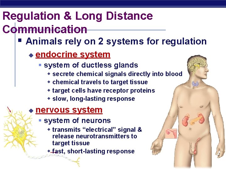 Regulation & Long Distance Communication § Animals rely on 2 systems for regulation u