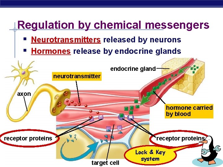 Regulation by chemical messengers § Neurotransmitters released by neurons § Hormones release by endocrine