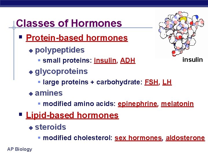Classes of Hormones § Protein-based hormones u polypeptides § small proteins: insulin, ADH u