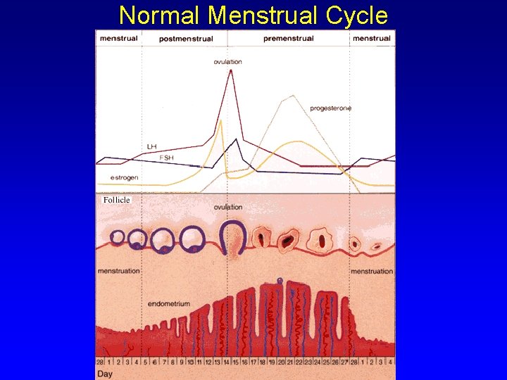 Normal Menstrual Cycle 