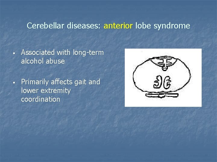 Cerebellar diseases: anterior lobe syndrome § § Associated with long-term alcohol abuse Primarily affects