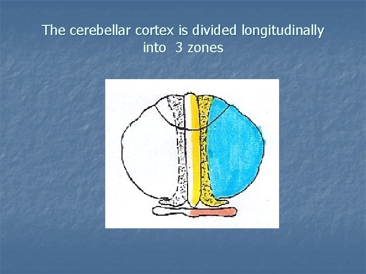 The cerebellar cortex is divided longitudinally into 3 zones 