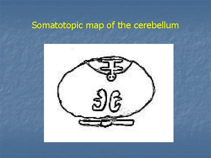 Somatotopic map of the cerebellum 