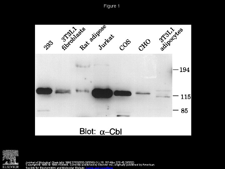 Figure 1 Journal of Biological Chemistry 1995 27025332 -25335 DOI: (10. 1074/jbc. 270. 43.