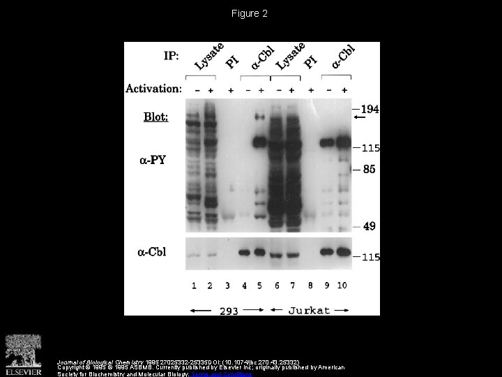 Figure 2 Journal of Biological Chemistry 1995 27025332 -25335 DOI: (10. 1074/jbc. 270. 43.