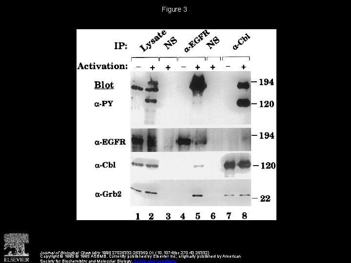 Figure 3 Journal of Biological Chemistry 1995 27025332 -25335 DOI: (10. 1074/jbc. 270. 43.