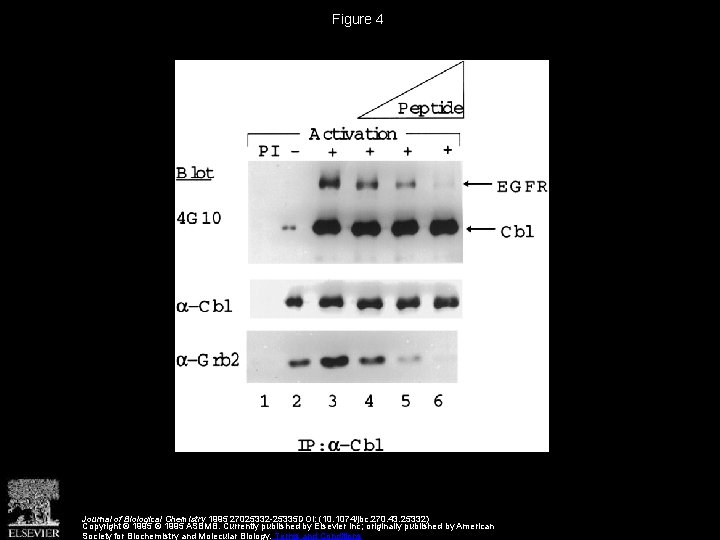 Figure 4 Journal of Biological Chemistry 1995 27025332 -25335 DOI: (10. 1074/jbc. 270. 43.