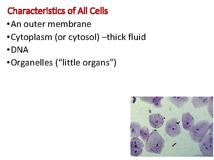 Characteristics of All Cells • An outer membrane • Cytoplasm (or cytosol) –thick fluid