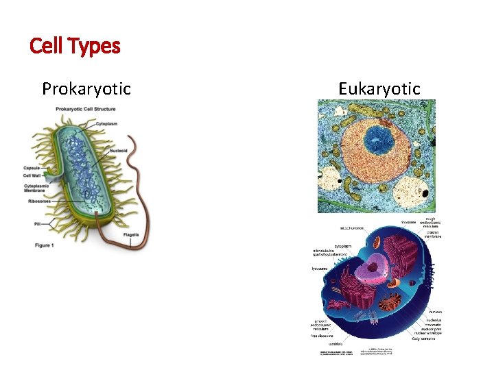 Cell Types Prokaryotic Eukaryotic 