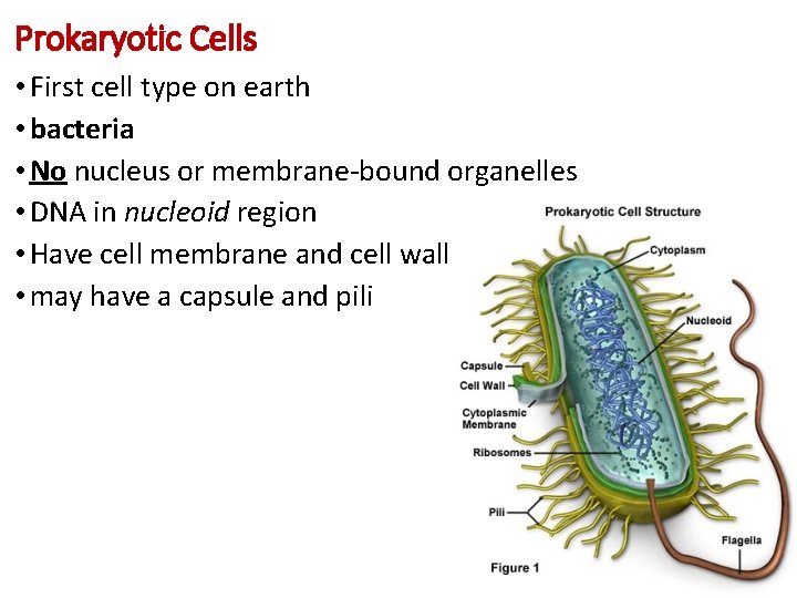 Prokaryotic Cells • First cell type on earth • bacteria • No nucleus or