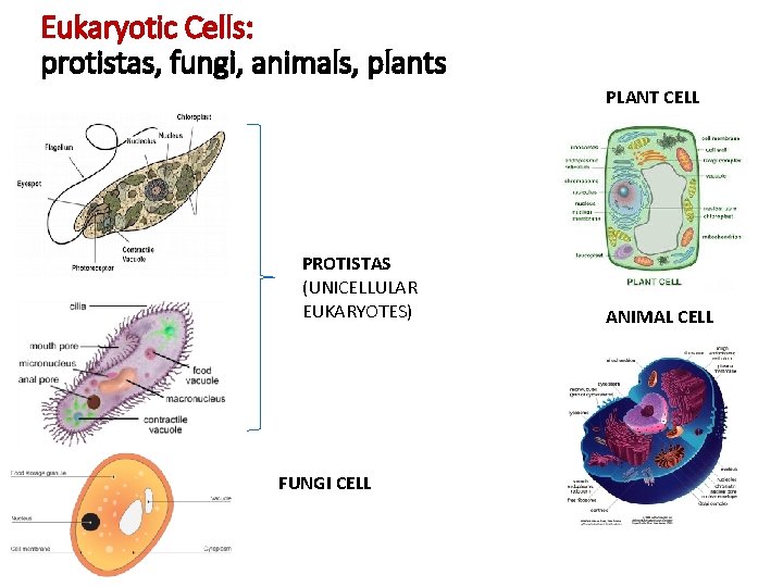 Eukaryotic Cells: protistas, fungi, animals, plants PLANT CELL PROTISTAS (UNICELLULAR EUKARYOTES) FUNGI CELL ANIMAL