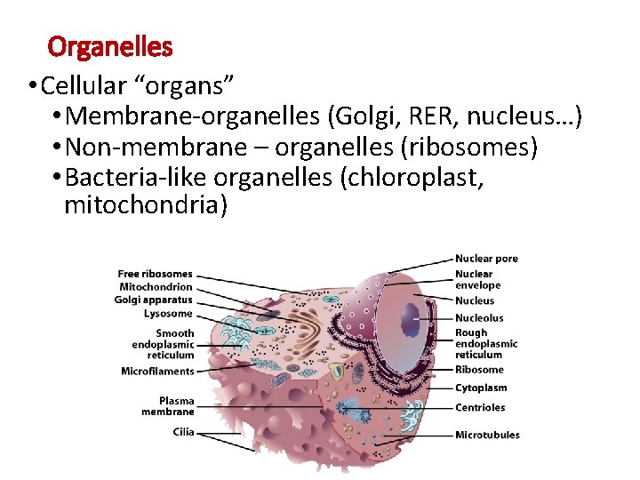 Organelles • Cellular “organs” • Membrane-organelles (Golgi, RER, nucleus…) • Non-membrane – organelles (ribosomes)