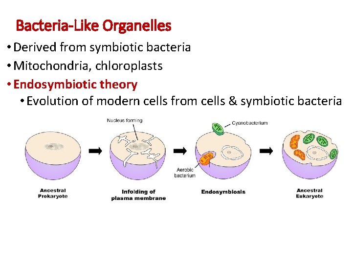 Bacteria-Like Organelles • Derived from symbiotic bacteria • Mitochondria, chloroplasts • Endosymbiotic theory •