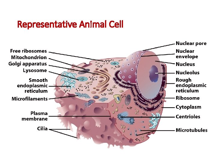 Representative Animal Cell 