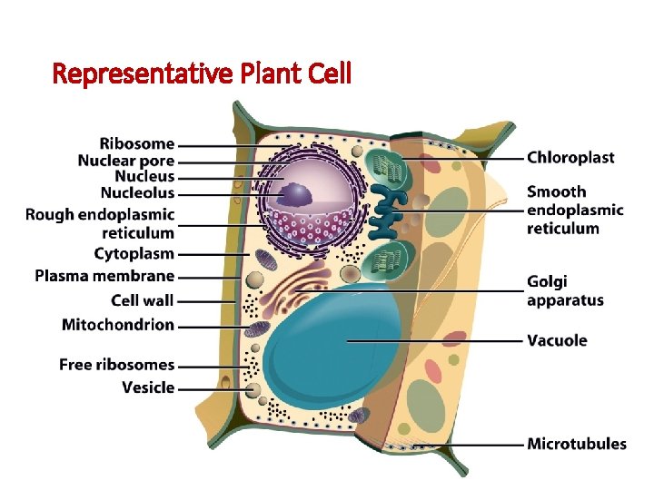 Representative Plant Cell 