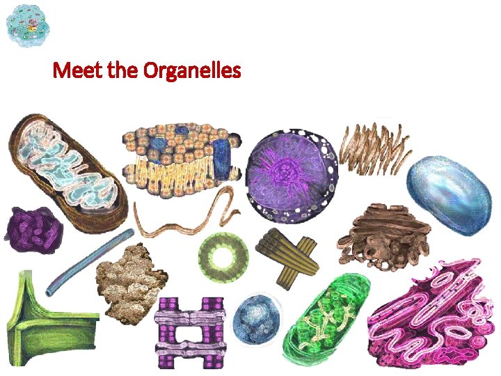 Meet the Organelles 