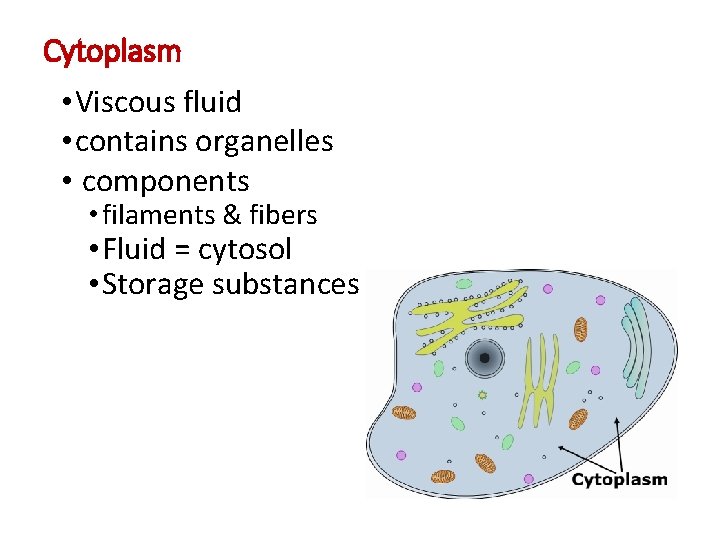 Cytoplasm • Viscous fluid • contains organelles • components • filaments & fibers •