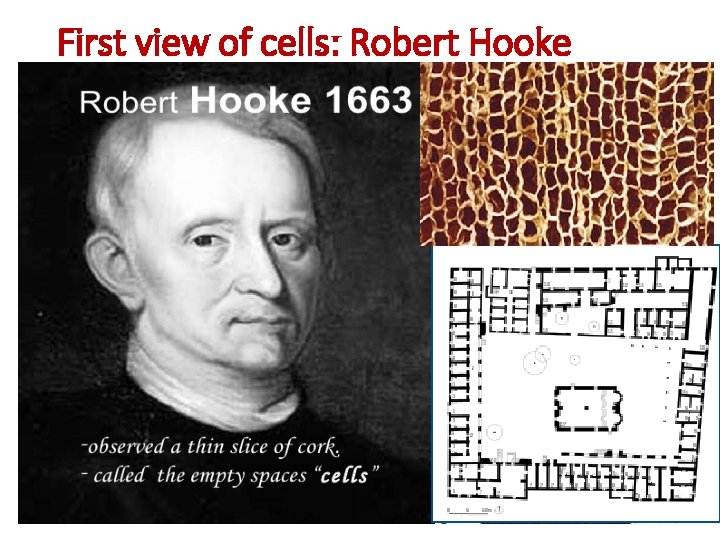 First view of cells: Robert Hooke 
