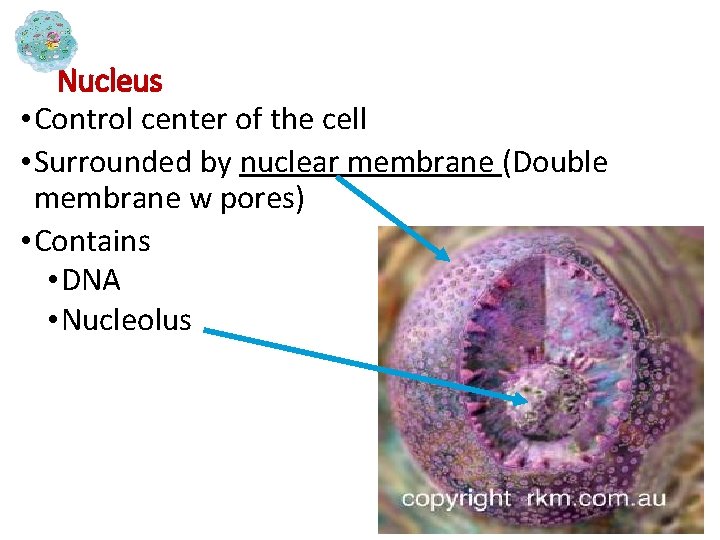 Nucleus • Control center of the cell • Surrounded by nuclear membrane (Double membrane