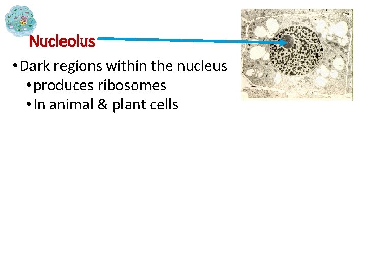 Nucleolus • Dark regions within the nucleus • produces ribosomes • In animal &