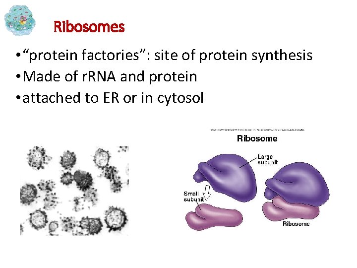Ribosomes • “protein factories”: site of protein synthesis • Made of r. RNA and