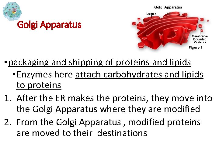 Golgi Apparatus • packaging and shipping of proteins and lipids • Enzymes here attach