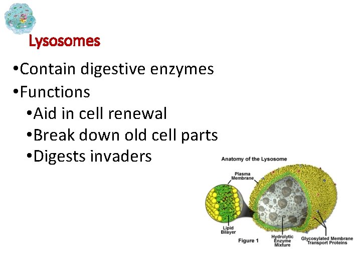 Lysosomes • Contain digestive enzymes • Functions • Aid in cell renewal • Break