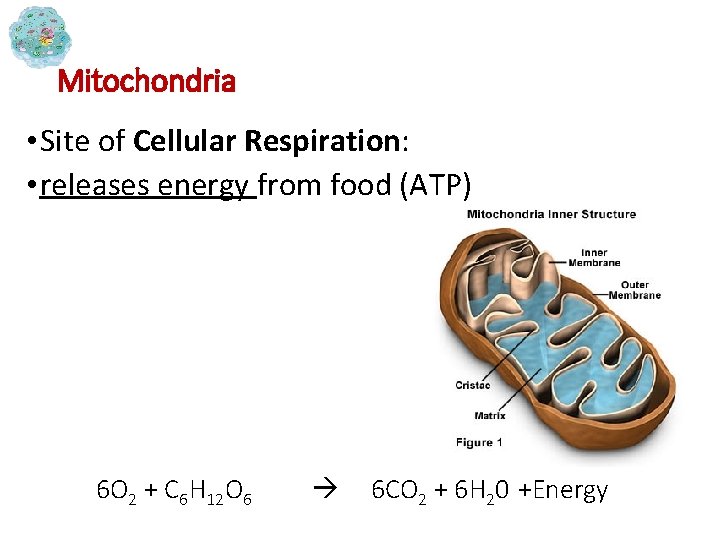 Mitochondria • Site of Cellular Respiration: • releases energy from food (ATP) 6 O