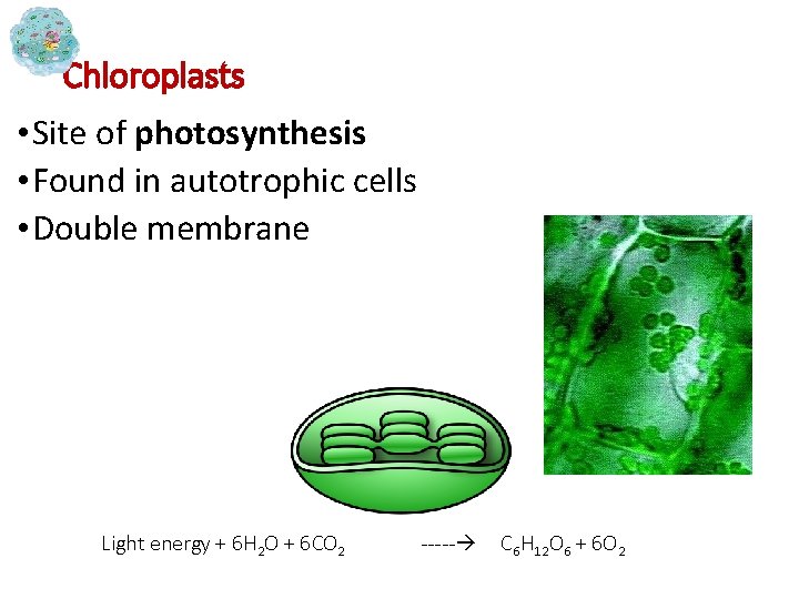 Chloroplasts • Site of photosynthesis • Found in autotrophic cells • Double membrane Light