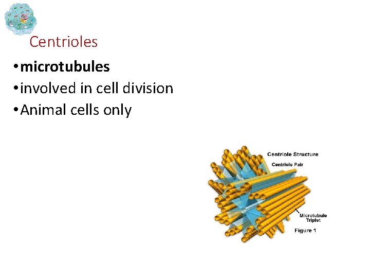 Centrioles • microtubules • involved in cell division • Animal cells only 