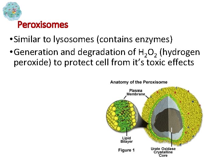 Peroxisomes • Similar to lysosomes (contains enzymes) • Generation and degradation of H 2