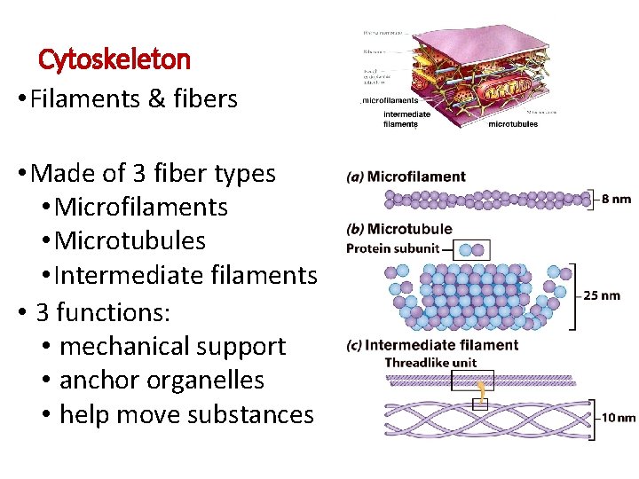 Cytoskeleton • Filaments & fibers • Made of 3 fiber types • Microfilaments •