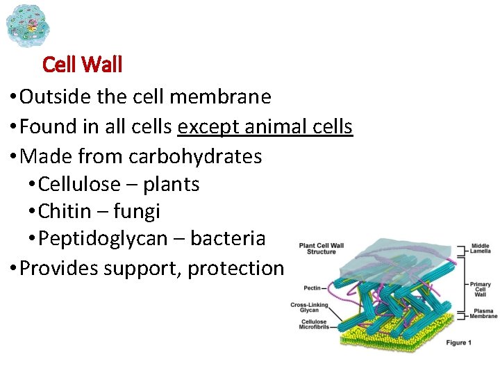 Cell Wall • Outside the cell membrane • Found in all cells except animal