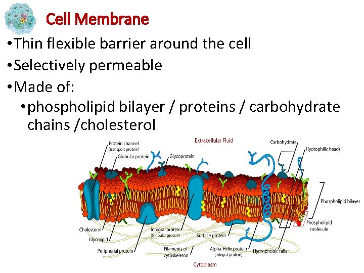Cell Membrane • Thin flexible barrier around the cell • Selectively permeable • Made