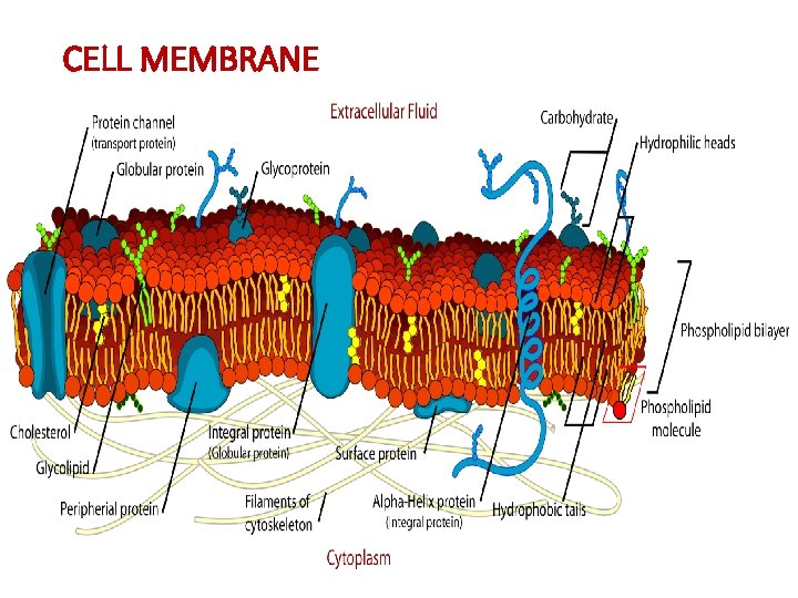 CELL MEMBRANE 